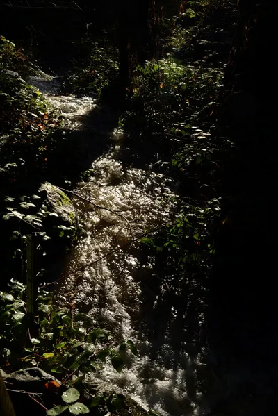 DSC_0929 (Large).JPG